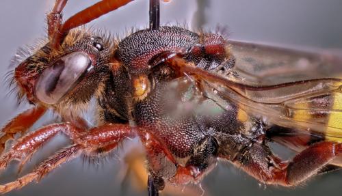Nomada signata